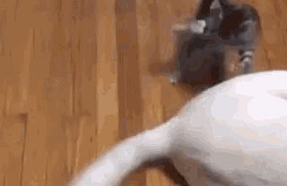 Cat Dog GIF - Cat Dog Tail GIFs