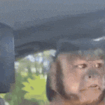 a monkey wearing a helmet is sitting in a car and making a funny face .