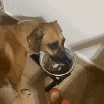 a dog is eating from a metal bowl on a stand