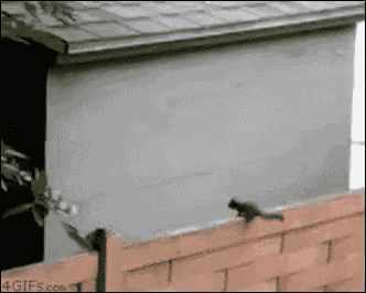 a squirrel is jumping over a brick fence in front of a house