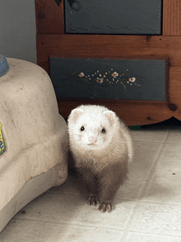 a ferret standing on a tiled floor in front of a container that says ' i love you ' on it