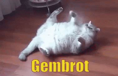 Gembrot GIF - Gembrot Gembul Kucing GIFs