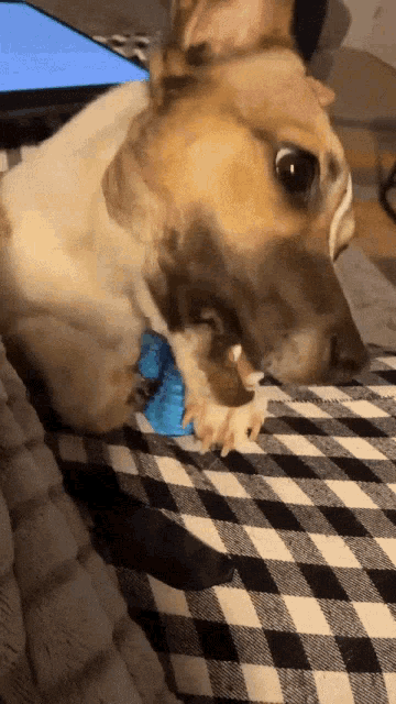 Jack Russell Penny GIF - Jack Russell Penny Dog GIFs