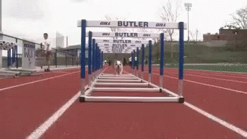 Butler Bull Dog GIF - Dog Running Run GIFs