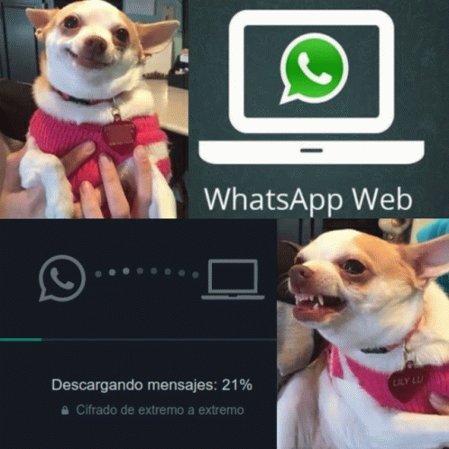 Whatsapp Web GIF - Whatsapp Web Descarga GIFs