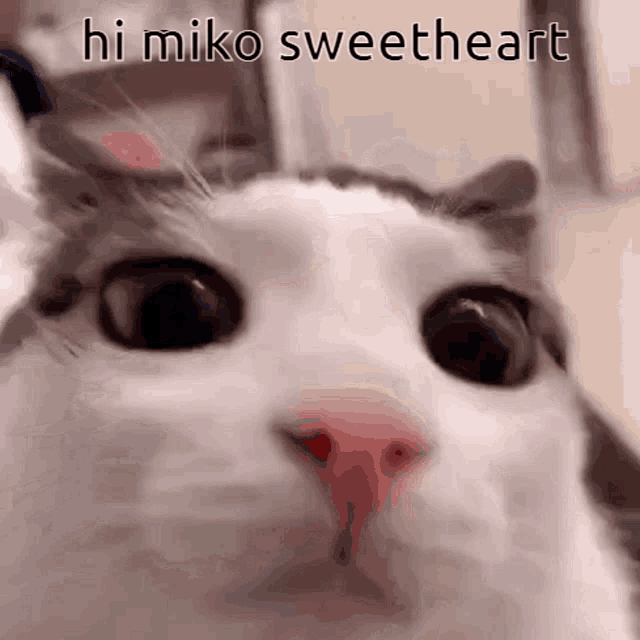 a close up of a cat 's face with the words hi miko sweetheart above it