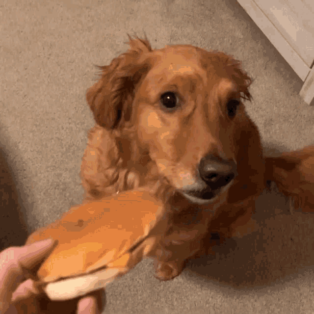 a dog is looking at a hamburger that is being held by a person