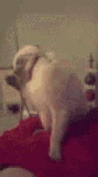 a white dog is standing on a red blanket on a bed .