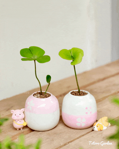 two pink and white potted plants are sitting on a wooden table with the words totoro garden below them