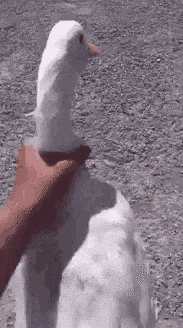 a person is petting a white duck with their hand .