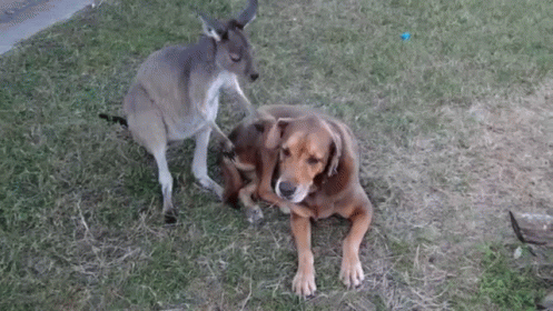 Give Us A Kiss GIF - Animals Dog Kangaroo GIFs