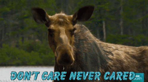 Moose Dont Care Never Cared GIF - Moose Dont Care Never Cared Never Cared GIFs