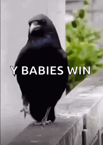 a black bird standing on a ledge with the words y babies win written on it .