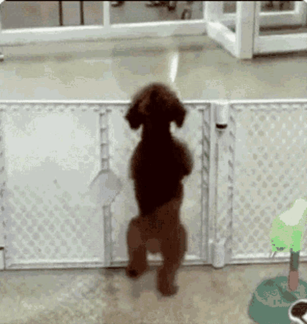 Excited Cute GIF - Excited Cute Adorable GIFs