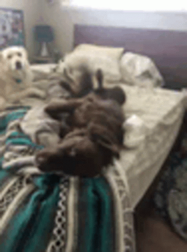 Dog Wagging Tail GIF