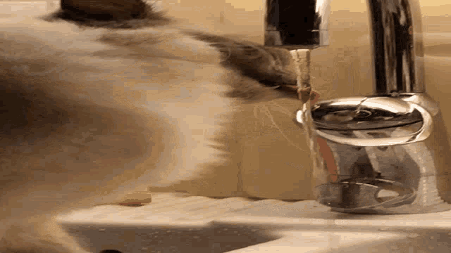a cat drinking water from a sink faucet