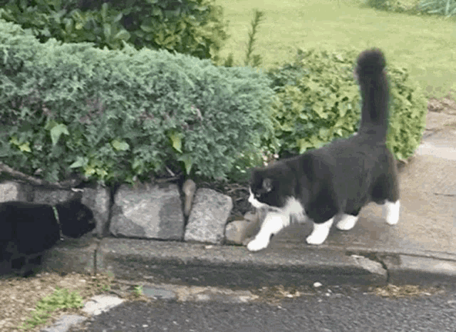 Cat Kitty GIF - Cat Kitty Black Cat GIFs