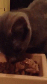 Nomnomnom GIF - Cat Kitten Eat GIFs