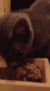 a close up of a cat eating food from a white bowl