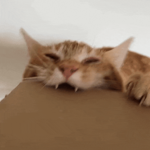 Dextertheorangecat Crunch GIF - Dextertheorangecat Crunch Crunchy Cat GIFs