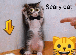 scared cat gifs