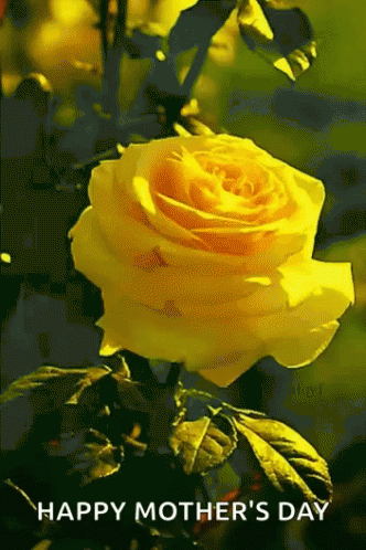 Yellow Rose GIF - Yellow Rose Happy Mothers Day GIFs