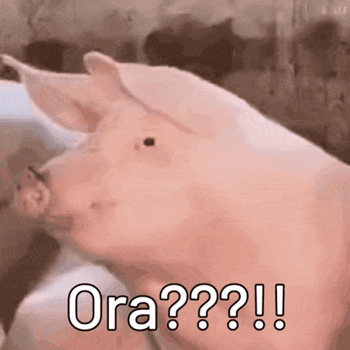 a pig is making a funny face and saying ora ?