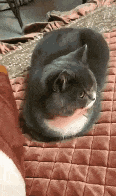 Cat Stand Up GIF - Cat Stand Up Surprised GIFs