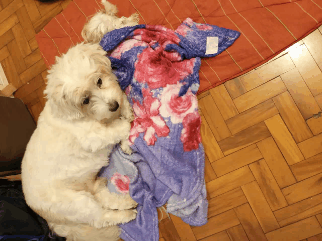 a small white dog is laying on a purple blanket