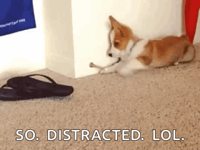 Puppy Distracted GIF