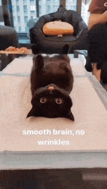 Cat Smooth Brain GIF - Cat Smooth Brain Silly GIFs