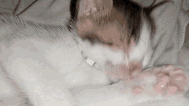 a brown and white cat is sleeping on a bed