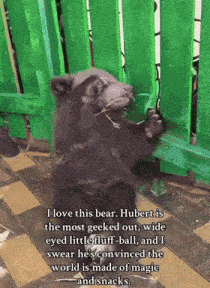 a picture of a bear with a caption that says i love this bear hubert