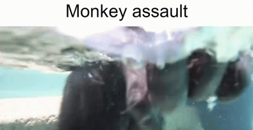Monkey Assault GIF - Monkey Assault Attack GIFs
