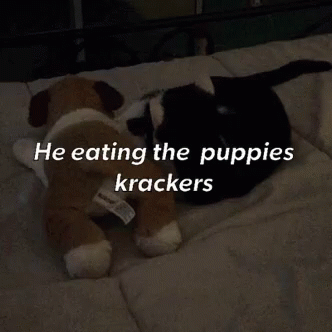 Puppies Eat GIF - Puppies Eat Krackers GIFs