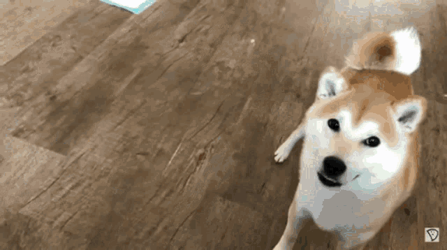 a brown and white dog standing on a wooden floor looking up at the camera