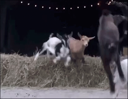Goat Herd GIF - Goat Herd Radical GIFs