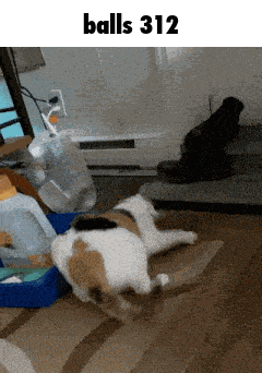 a picture of a cat and a dog with the words balls 312 below it