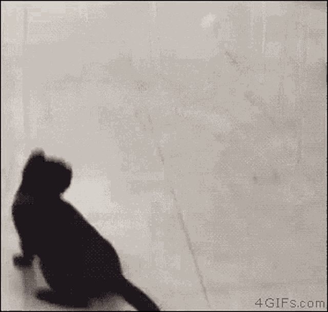 Funny Cat Jumping GIF - Funny Cat Jumping Happy GIFs