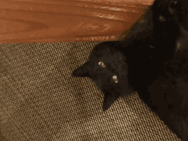 a black cat is laying on a carpet and looking up at the camera