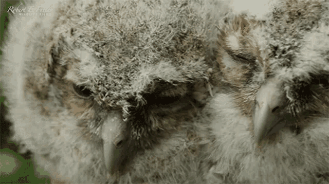 Sleepy Owls Robert E Fuller GIF - Sleepy Owls Robert E Fuller Observing The Owls GIFs