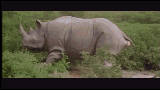 a rhinoceros is walking through a lush green field of trees .