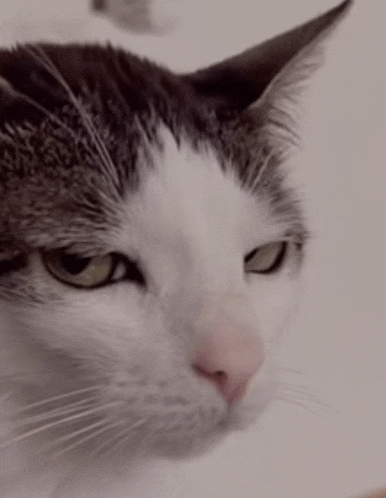 a close up of a cat 's face with a white background