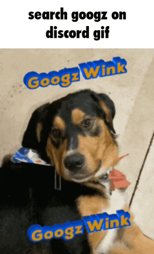 a picture of a dog with googlz wink written on it