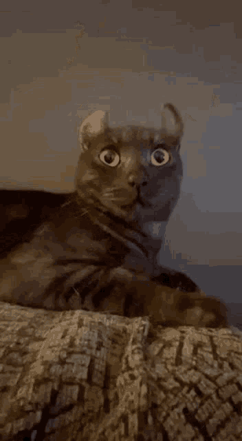 a cat with a surprised look on its face is sitting on a couch .