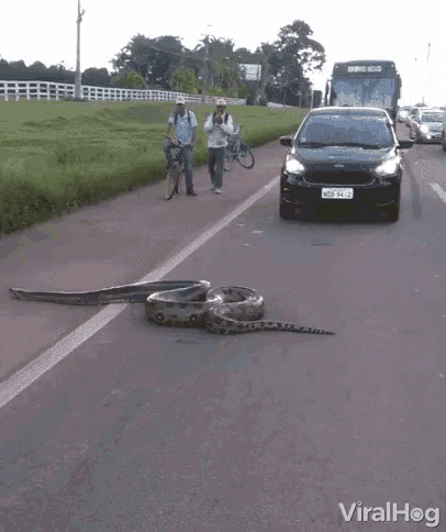Snake Slither GIF - Snake Slither Cross The Road GIFs