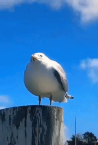 Seagull Screaming GIF - Seagull Screaming Scream GIFs
