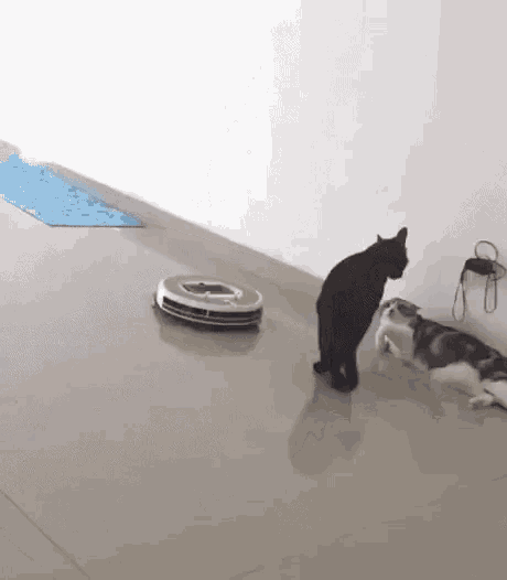 Funny Animals Cats GIF - Funny Animals Cats Roomba GIFs