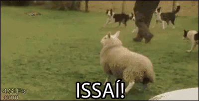 Issaí! GIF - Dogs Sheep Chase GIFs