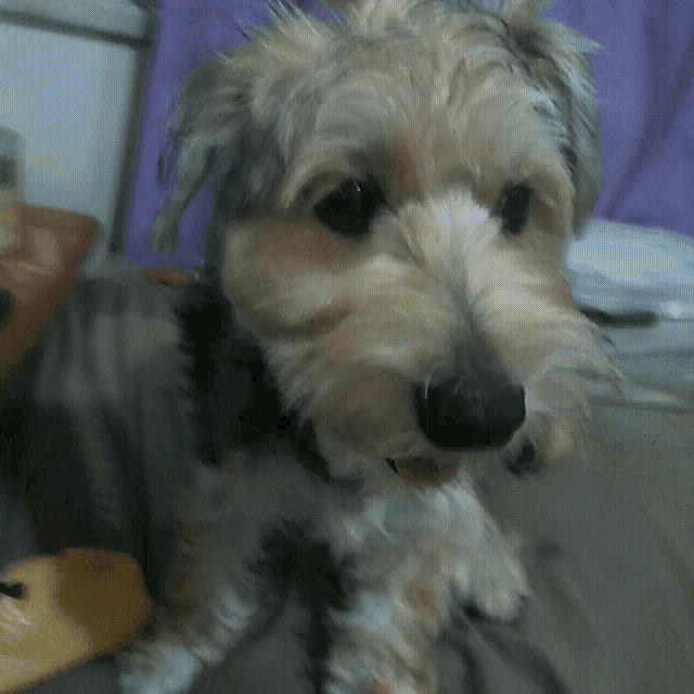 Ohana Dog GIF - Ohana Dog Happy Dog GIFs